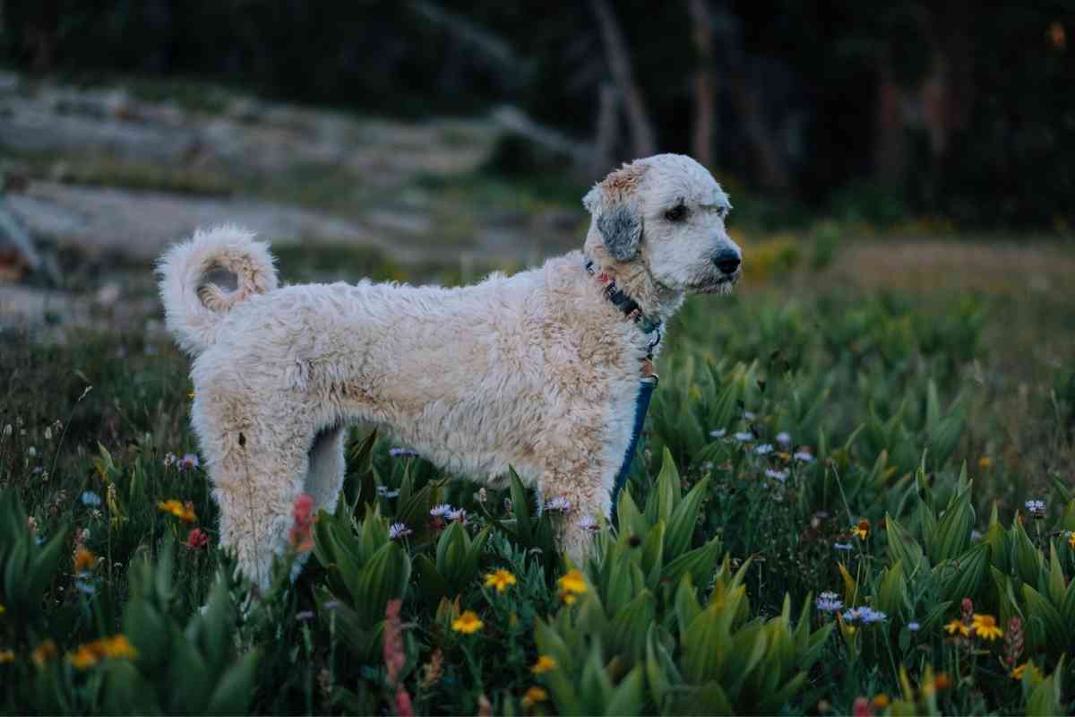 Why Does My Goldendoodle Have A Curly Tail? 2