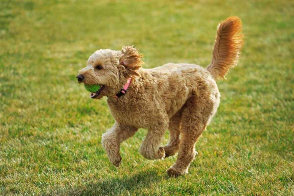 Why Does My Goldendoodle Have A Curly Tail? Goldendoodle Advice