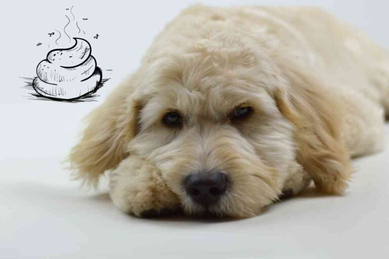 Why Do Goldendoodles Get Diarrhea?