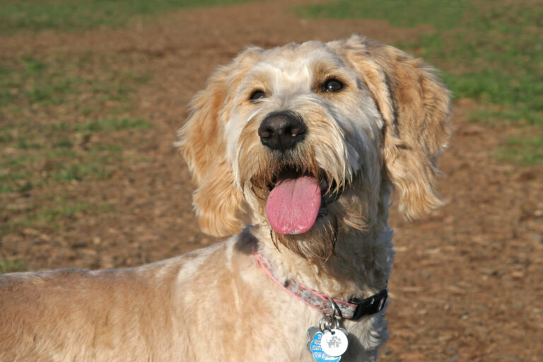 Do Goldendoodles Breathe Fast (Is It Healthy?)