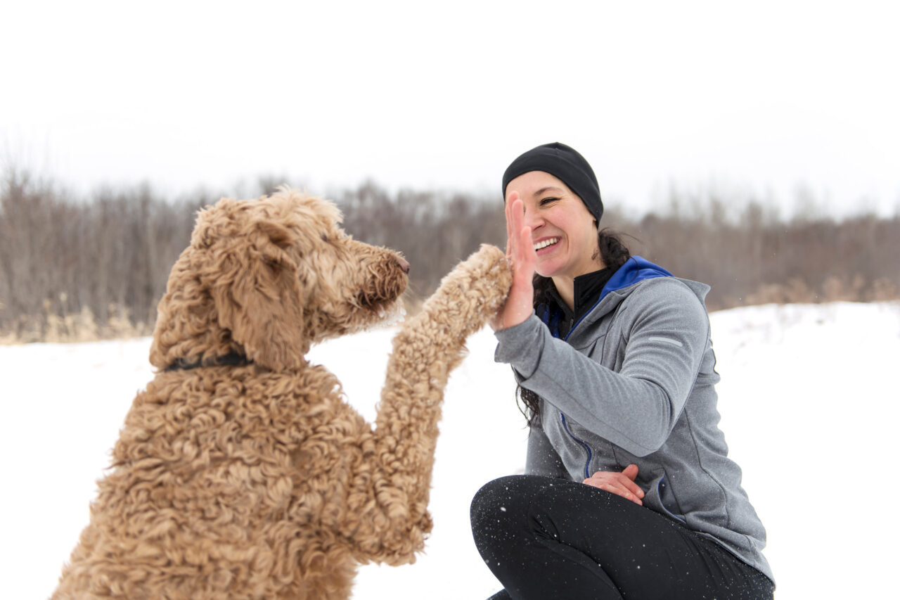 Do Goldendoodles Run Away?