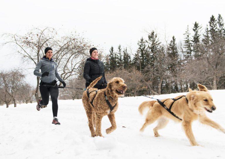 Do Goldendoodles Run Away?