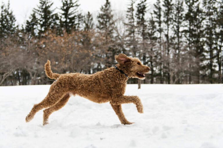 Do Goldendoodles Get Aggressive?