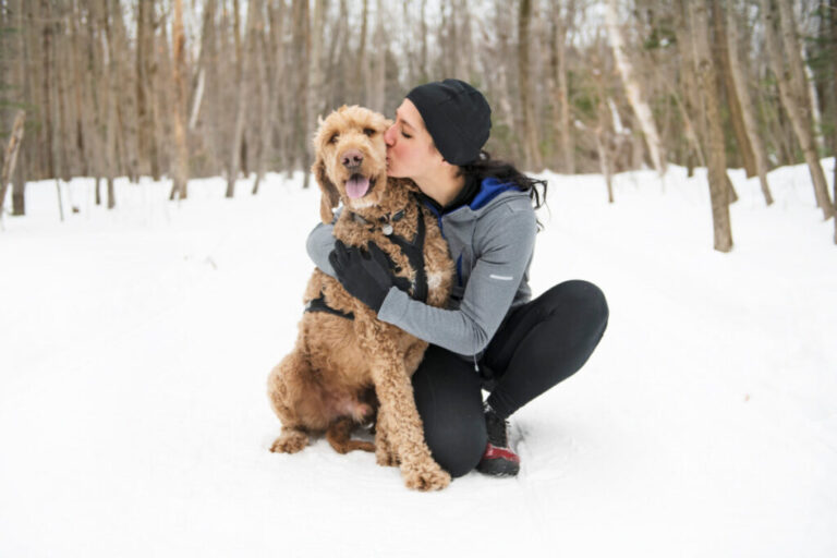 Do Goldendoodles Like Snow