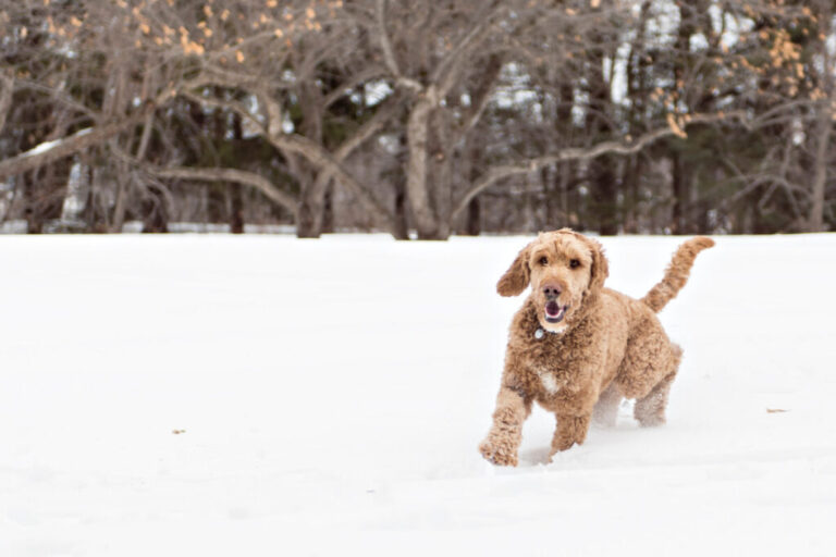 Will My Goldendoodle Calm Down?