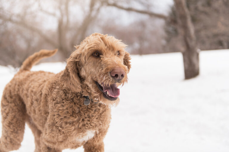 Do Goldendoodles Get Big?