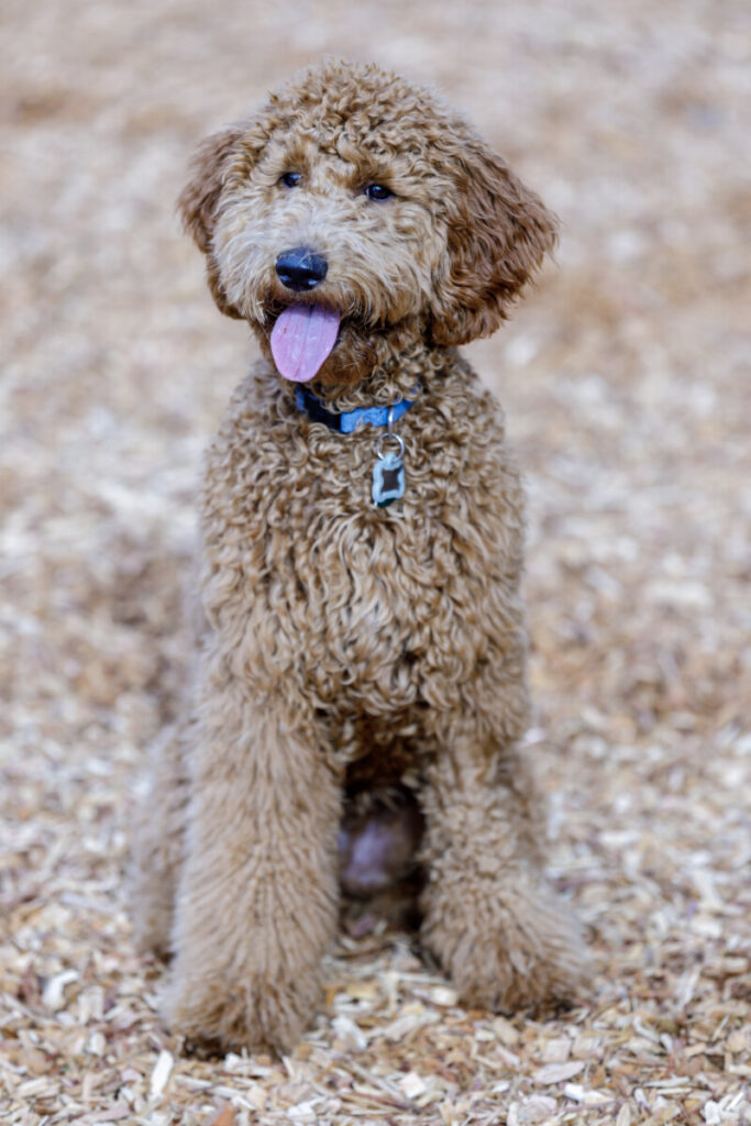 Are Mini Goldendoodles Cuddly? 1