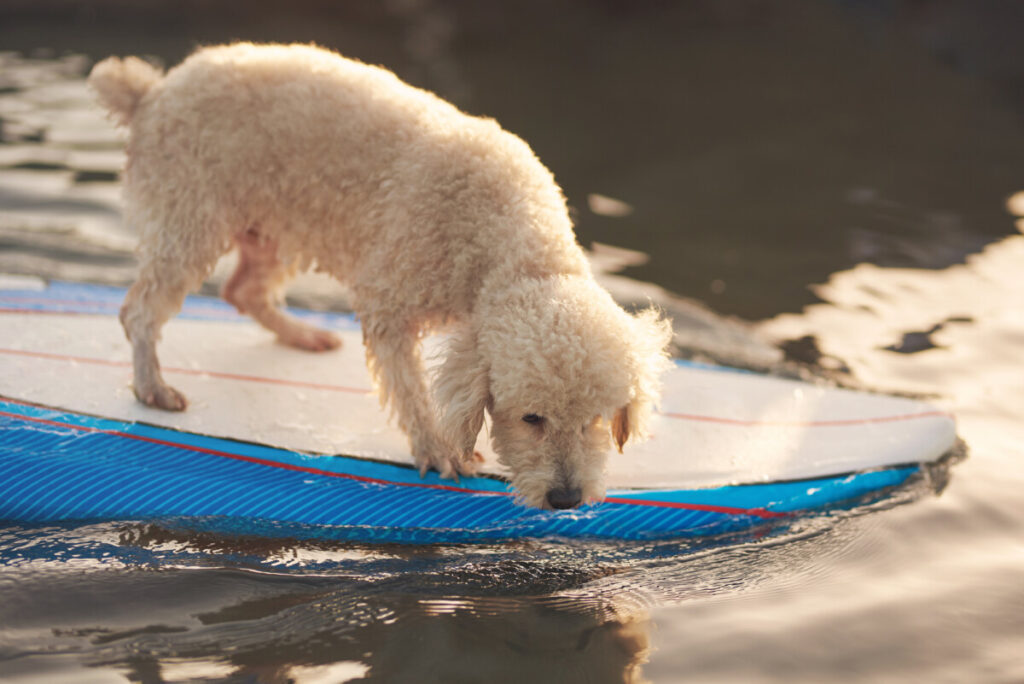 What Is The Lifespan Of A Goldendoodle? How Long Do They Live?