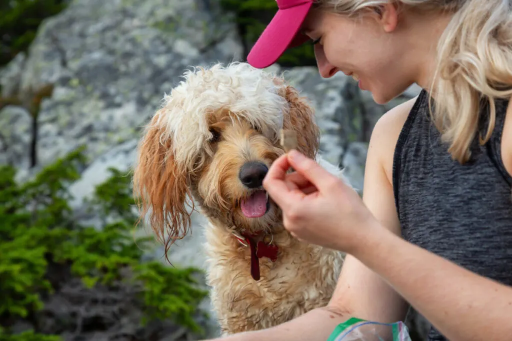 Do Goldendoodles Have Whiskers? 1 Do Goldendoodles Have Whiskers? 1