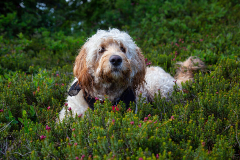 Does Shaving A Goldendoodle Ruin Their Coat?