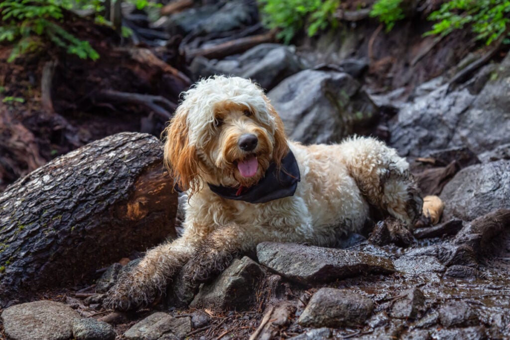 Do Goldendoodles Breathe Fast (Is It Healthy?)