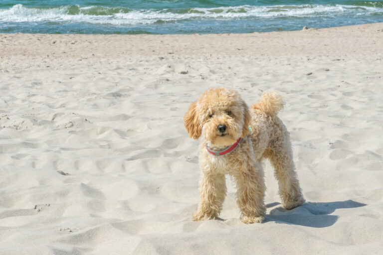 Do Goldendoodle Puppies Shed More Than Adults? (Oh Boy!)