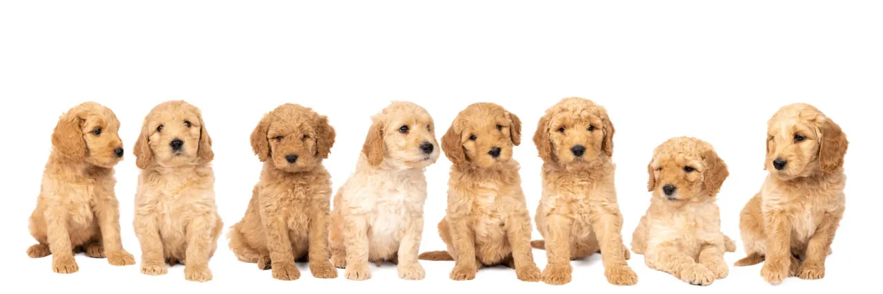 What Is The Lifespan Of A Mini Goldendoodle? 2 What Is The Lifespan Of A Mini Goldendoodle? 1