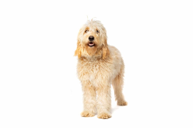 Do Goldendoodles Have Hair Or Fur? (Solved!)