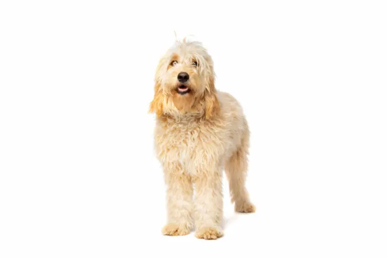 Do Goldendoodles Have Hair Or Fur?