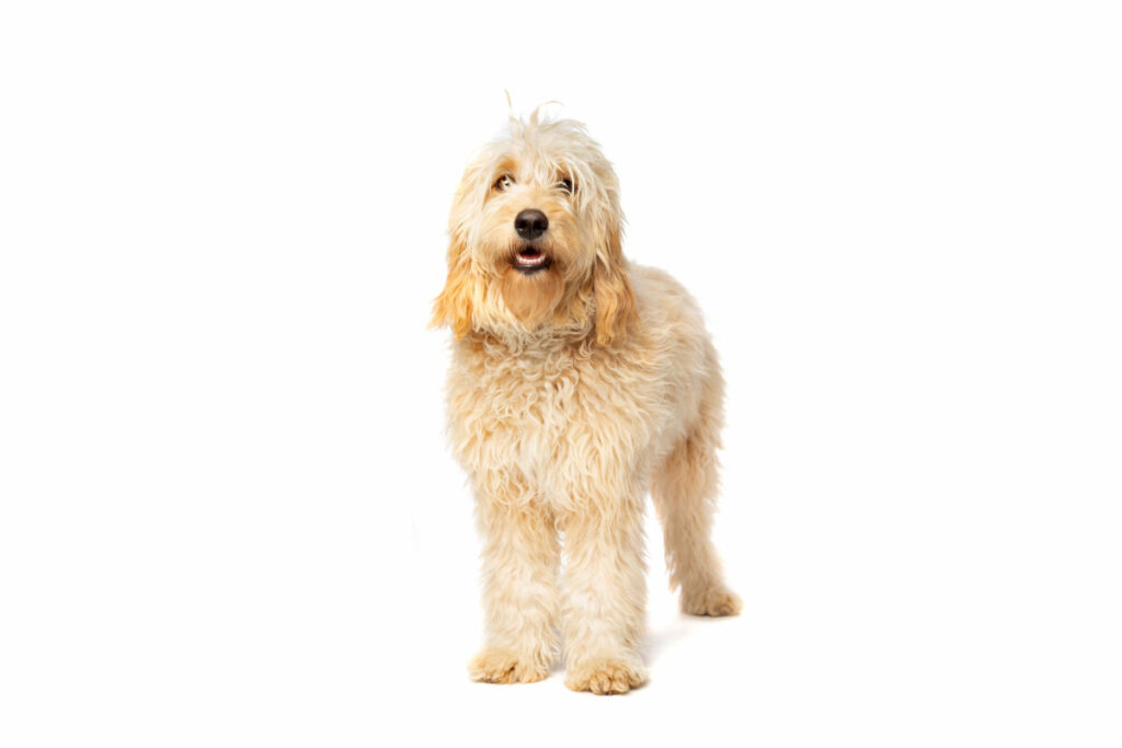 Do Goldendoodles Have Hair Or Fur?