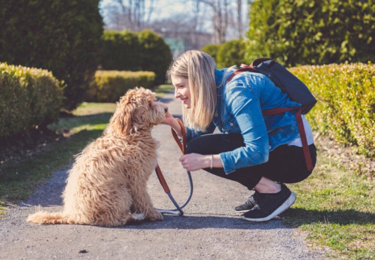 Do Goldendoodles Have Sensitive Stomachs? (Consider This!)