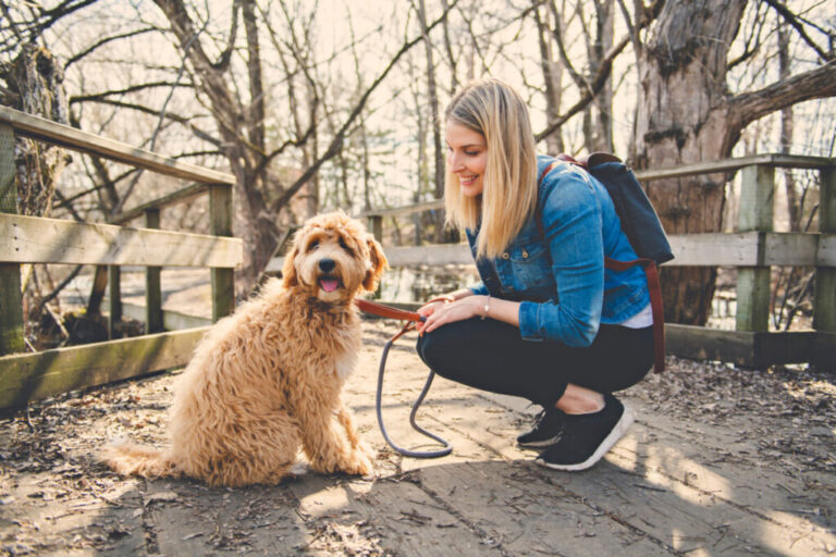 Are Goldendoodles Stubborn? (Solved!)