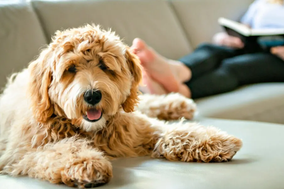 How Do I Know If My Goldendoodle Is Overweight? (Consider This) 2 How Do I Know If My Goldendoodle Is Overweight?