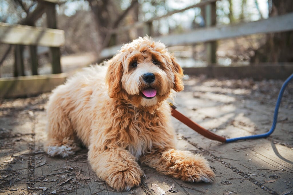 Why Is My Goldendoodle So Skinny? 5