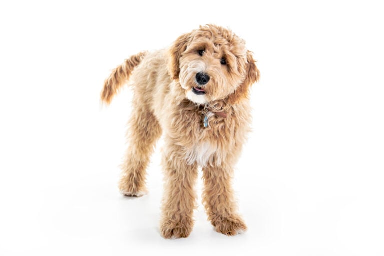 Do Goldendoodles Have A Double Coat?