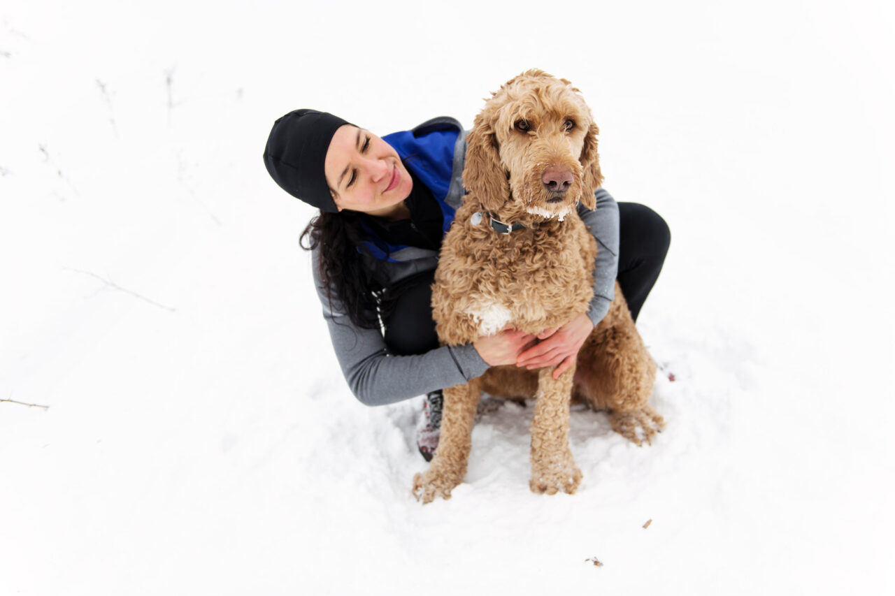 Do Goldendoodles Need Winter Coats? 2