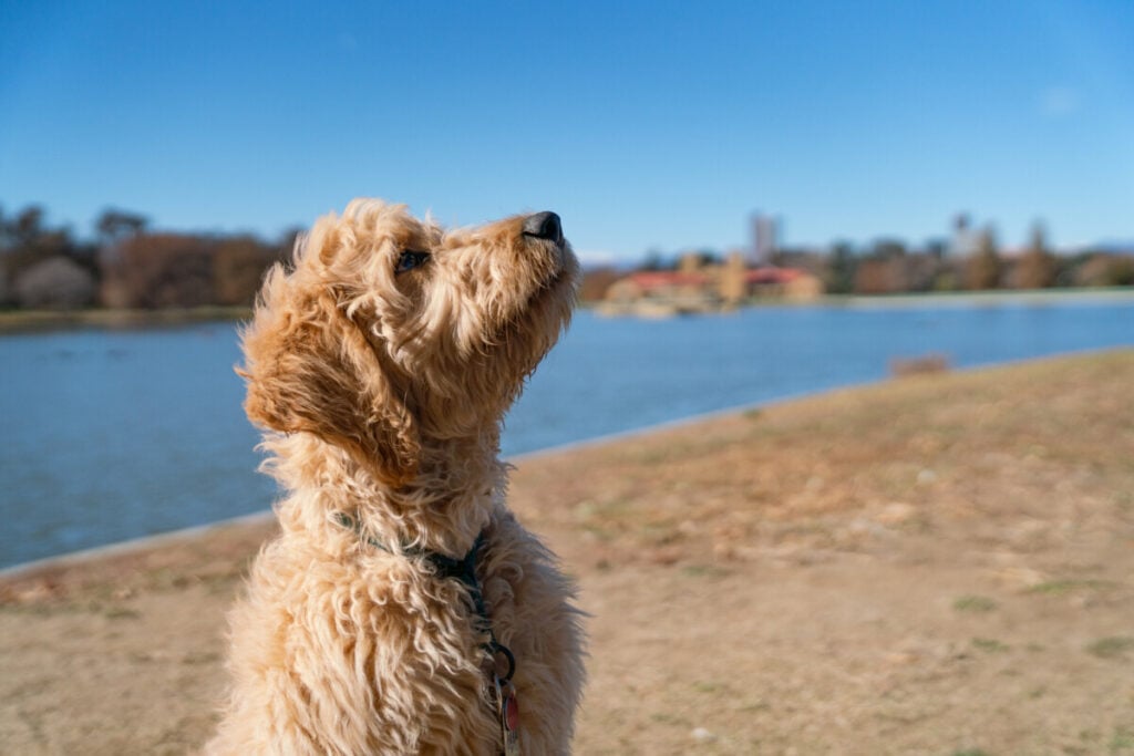 Goldendoodle Health Issues: What Do Most Goldendoodles Die From &Amp; How To Help!? 8