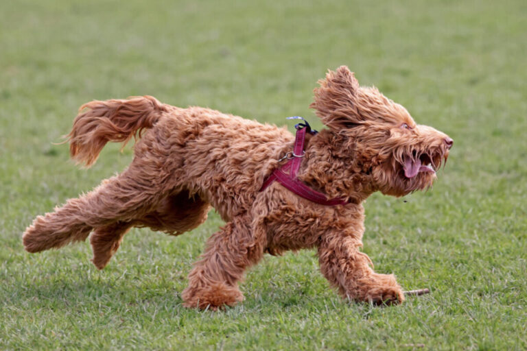 Hyper Goldendoodle