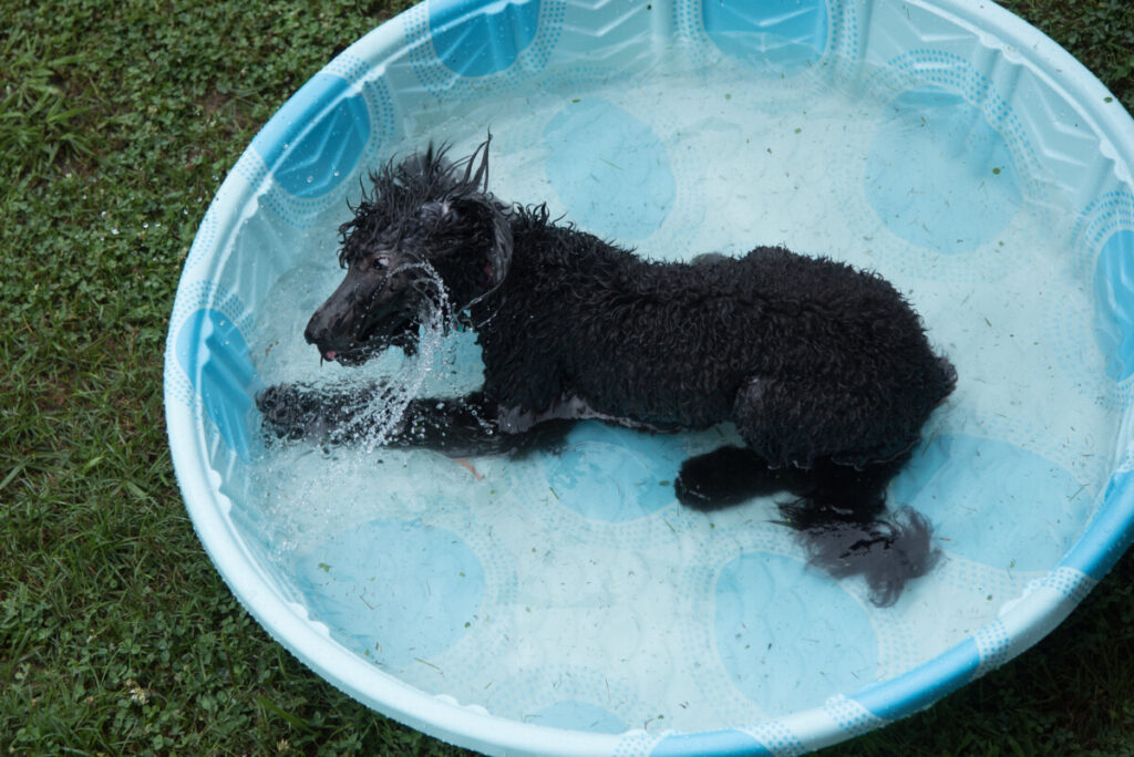 Are Black Goldendoodles Rare? 2