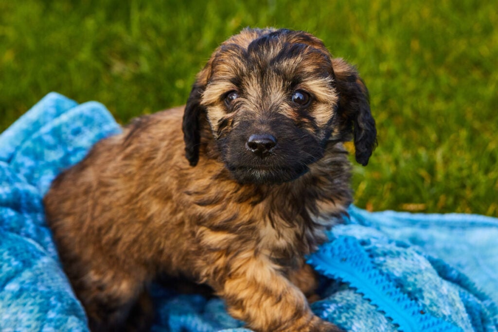 What Does A Mini Goldendoodle Cost? 1