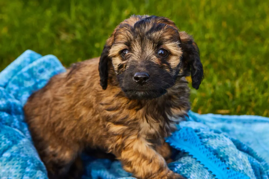What Does A Mini Goldendoodle Cost? 2