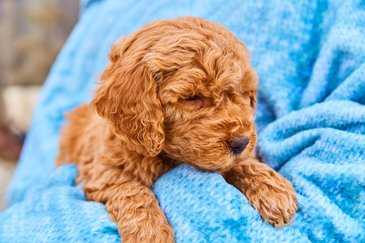 Do Mini Goldendoodle Shed 1