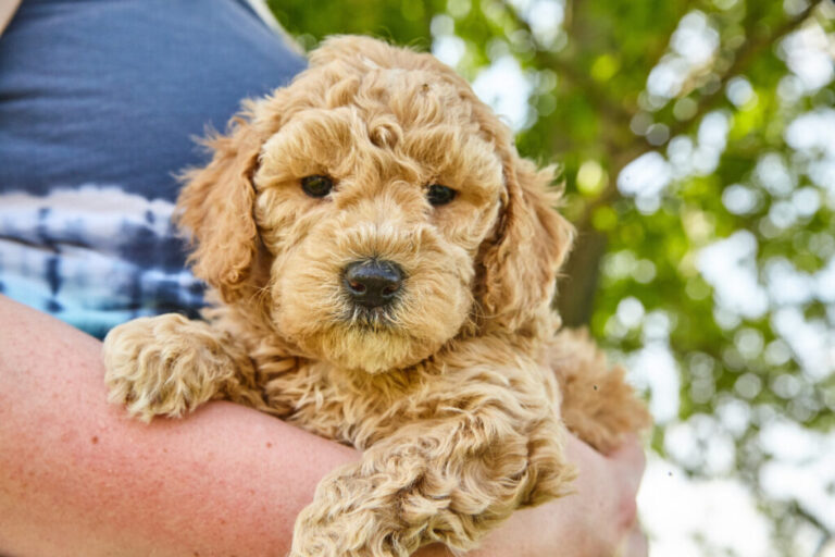 Mini Goldendoodle Weight Guidelines: How Much Do Mini Goldendoodles Weigh?