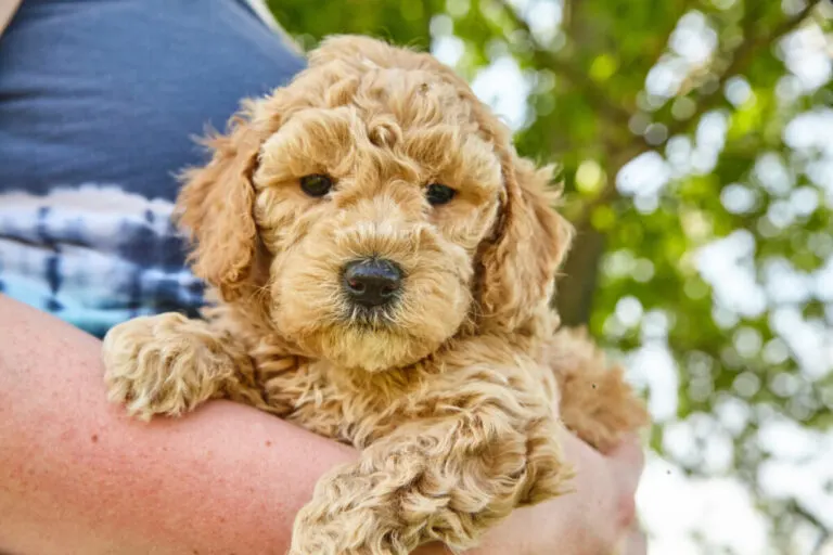 Mini Goldendoodle Weight Guidelines: How Much Do Mini Goldendoodles Weigh?