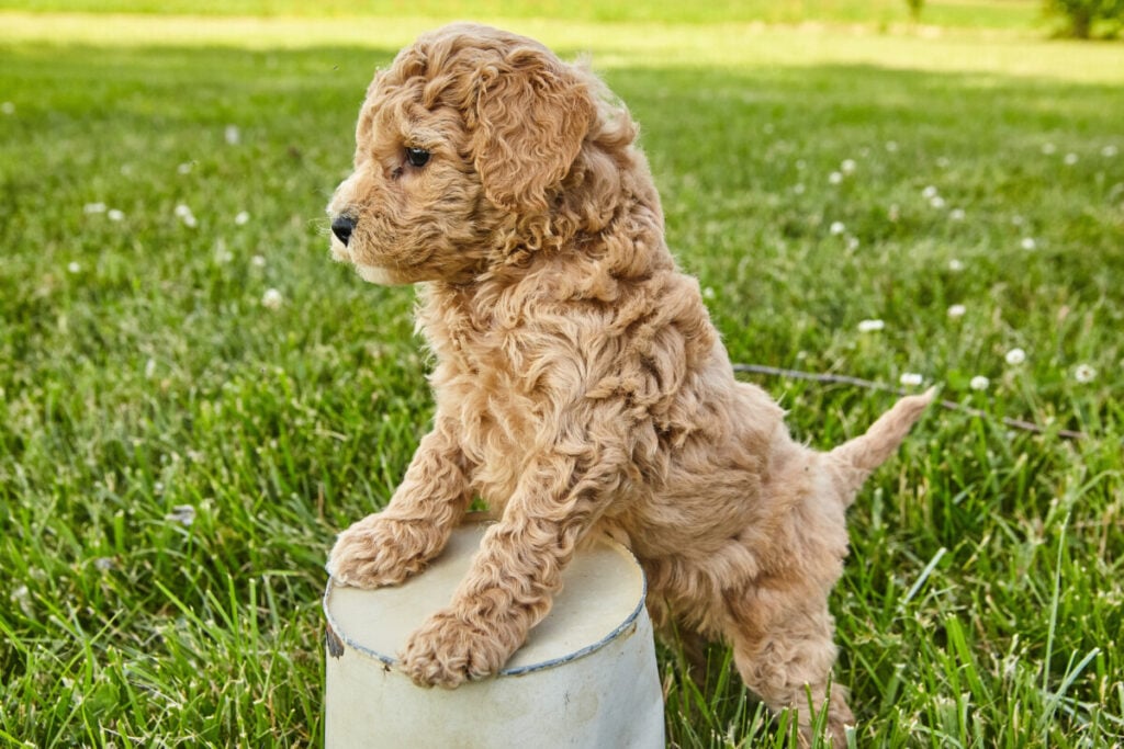 Are Mini Goldendoodles High Energy? 3