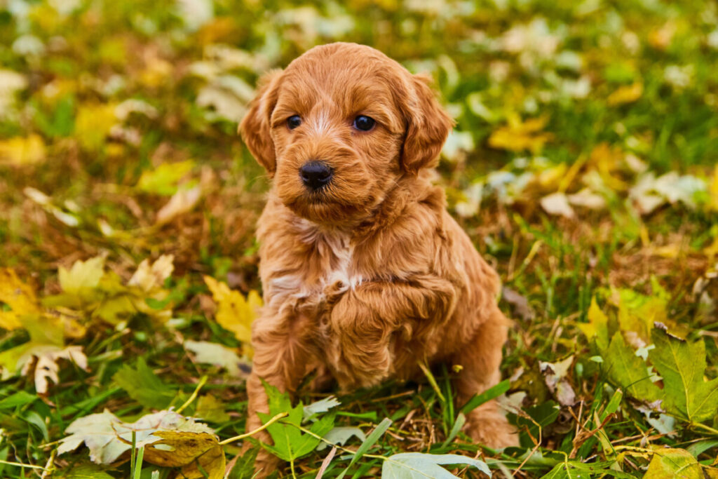 Do Mini Goldendoodles Get Big? 2