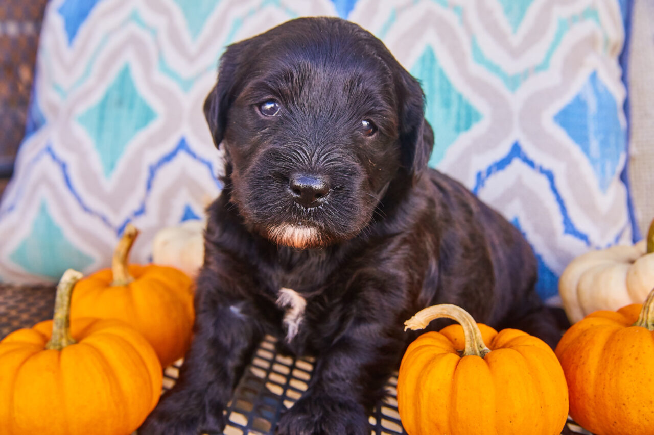 What Color Will My Goldendoodle Puppy Be? 2