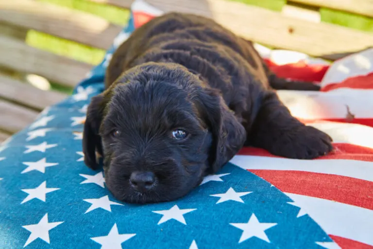 Are Black Goldendoodles Rare?