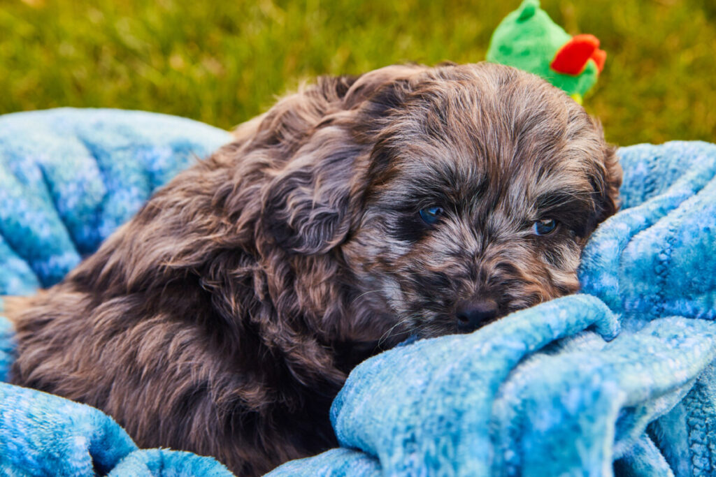 Do Black Goldendoodles Change Color?