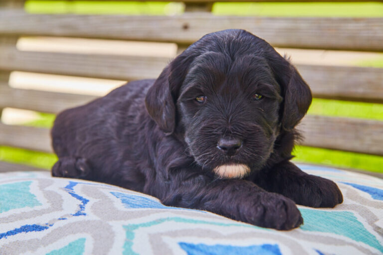 Do Black Goldendoodles Change Color?