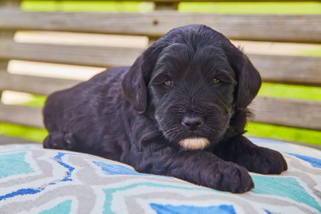 Do Black Goldendoodles Change Color? 3 Do Black Goldendoodles Change Color?