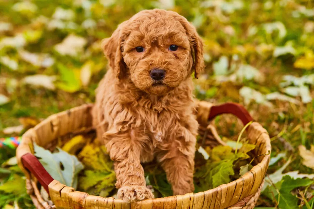What Is F1B Mini Goldendoodle? 4 What Is F1B Mini Goldendoodle? 1