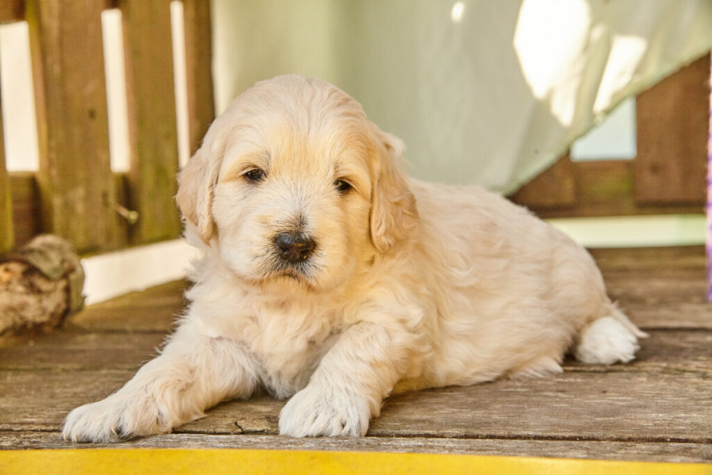 Why Does My Goldendoodle Have Straight Hair? 1