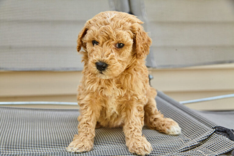 Do Mini Goldendoodles Destroy Things?