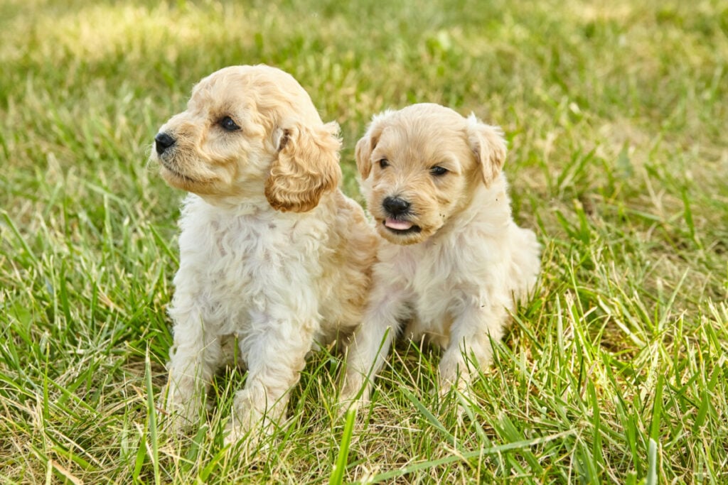  Is A Goldendoodle Considered Large Breed? (How Big Is Big?)