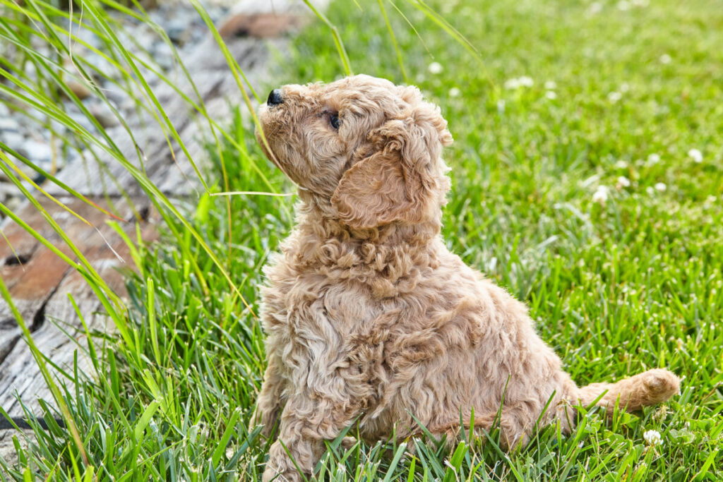 Why Does My Goldendoodle Have Straight Hair?