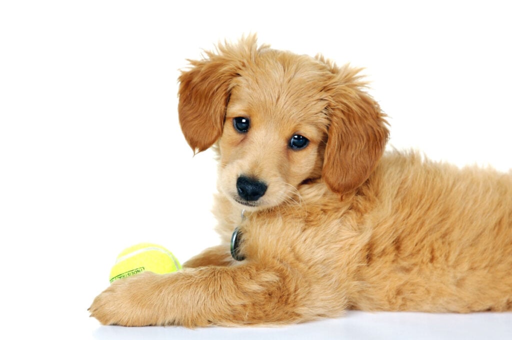 Do Goldendoodles Have Whiskers? 2