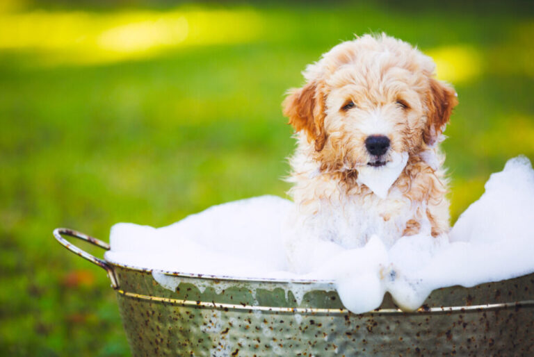 Do Goldendoodles Need Conditioner?