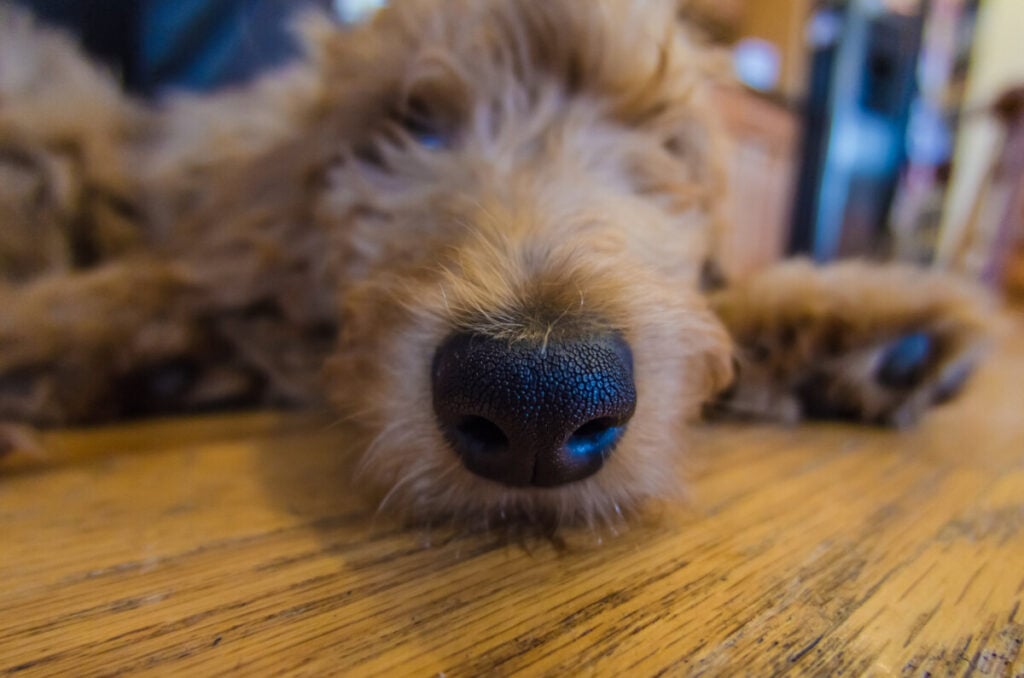 Do Goldendoodles Have Whiskers? 2