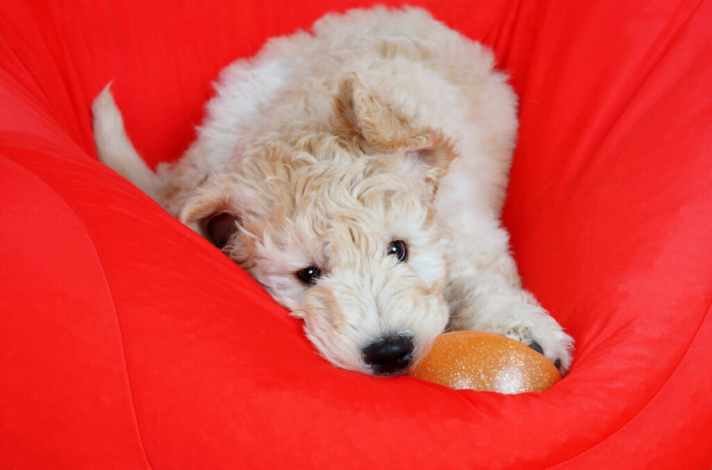 How Long Can A Mini Goldendoodle Hold Its Bladder?